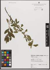 Foto von Salix triandra subsp. triandra L.
